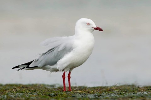 Silver Gull (Chroicocephalus novaehollandiae), Victoria, Australia