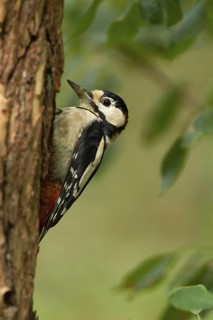 Great Spotted Woodpecker (Dendrocopos major) female, Utrecht, Netherlands