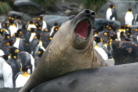 Animals, mammals, resting elephant seal, South Georgia, Antarctica