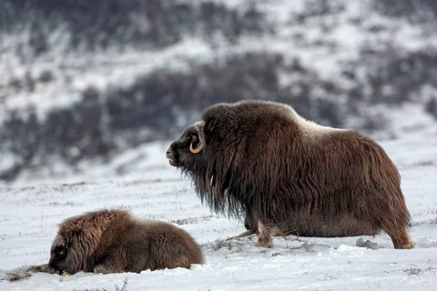 After a long rest, the musk ox (Ovibos moschatus) comes up on its haunches and stretches, winter,