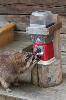One Raccoon, procyon lotor, taking food out of food spender
