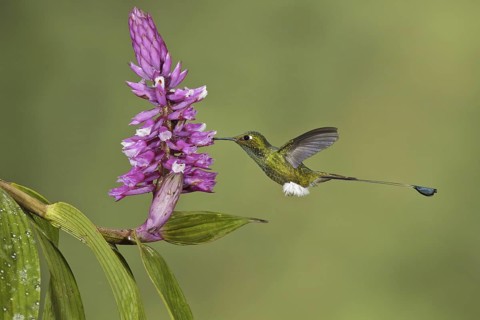 Booted Racket-tail (Ocreatus underwoodii), Ecuador