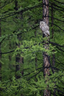 Ural Owl (Strix uralensis yenisseensis) perched in tree, Lake Khuvsgul, Mongolia