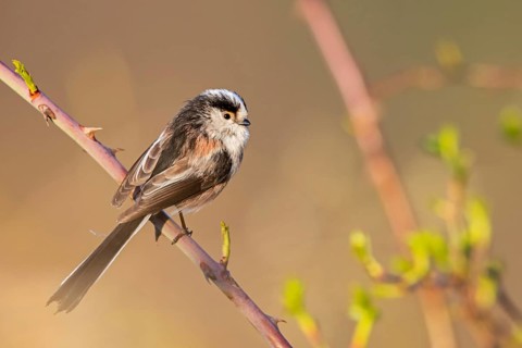 Long-tailed Tit, (Aegithalos caudatus), songbird, animals, birds, family of tits, Nahe valley,