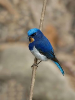 Sapphire Flycatcher (Ficedula sapphira) male perched on a branch, West Bengal, India