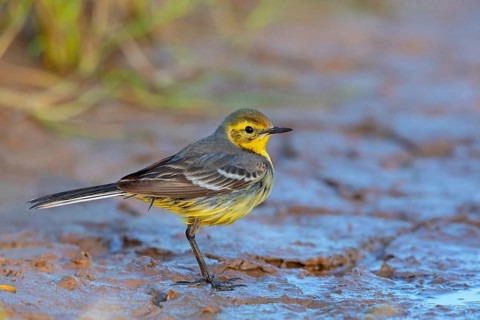 Citrine wagtail, (Motacilla citreola), foraging in a biotope, Middle East, Oman, songbird, family