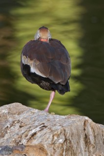 Black-bellied Whistling Duck (Dendrocygna autumnalis), Arizona, USA