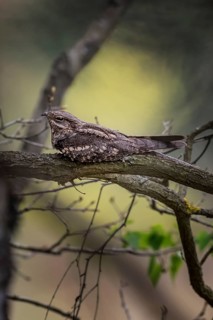 European Nightjar (Caprimulgus europaeus) perched on a branch, Saxony-Anhalt, Germany