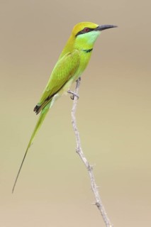 Green Bee-eater (Merops orientalis), India