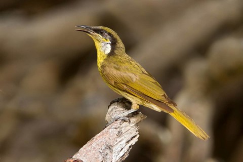 Varied Honeyeater (Gavicalis versicolor), Queensland, Australia