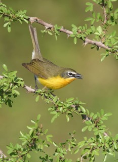 Yellow-breasted Chat (Icteria virens) singing, perched on a branch, Texas, USA