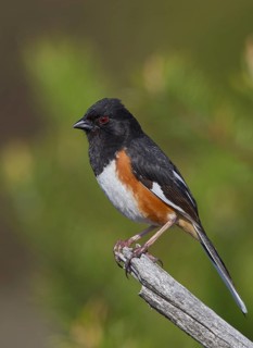 Eastern Towhee (Pipilo erythrophthalmus) male, Michigan, USA