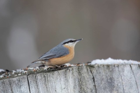 Common nuthatch in a winter park