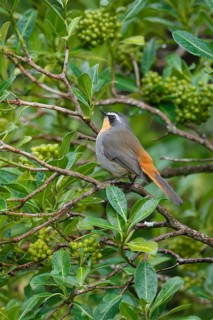 Cape Robin (Cossypha caffra), adult, on bush, vigilant, foraging, Kirstenbosch Botanic Gardens,