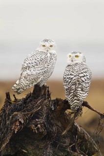 Snowy Owl (Bubo scandiacus) juvenilel, British Columbia, Canada