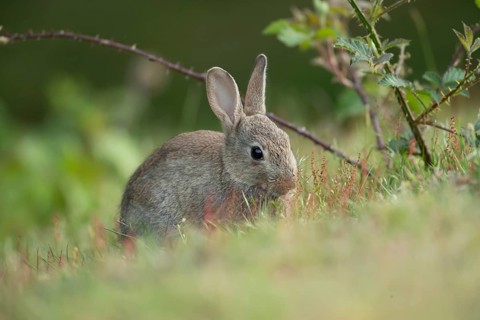 Rabbit (Oryctolagus cuniculus) juvenile baby wild animal in grassland in summer, England, United