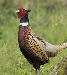 Common Pheasant (Phasianus colchicus) male, British Columbia, Canada