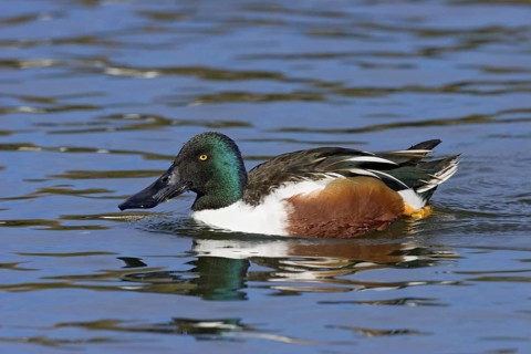 Northern Shoveler Anas clypeata Tucson, Arizona, United States 19 January Adult Male Anatidae