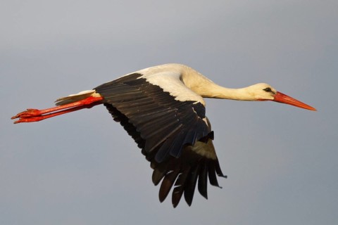 White Stork (Ciconia ciconia) flying, North Rhine-Westphalia, Germany