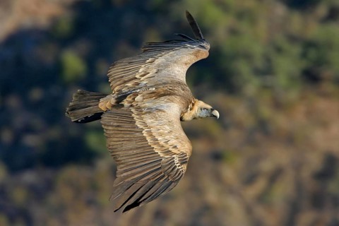 Griffon Vulture, Eurasian Griffon Vulture, Griffon Vulture, Eurasian Griffon, (Gyps fulvu), Vautour