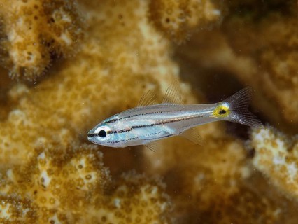Five-striped cardinalfish (Cheilodipterus quinquelineatus)