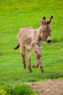 A mixed breed donkey foal runs across a green meadow
