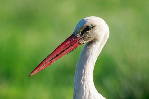White Stork (Ciconia ciconia), North Rhine-Westphalia, Germany