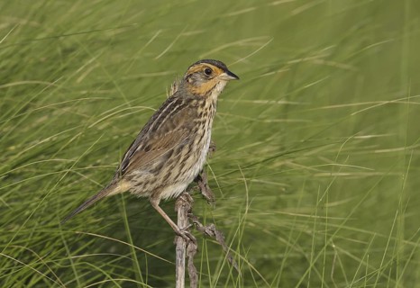 Saltmarsh Sparrow (Ammodramus caudacutus), Delaware, USA