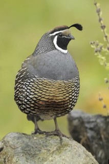 California Quail (Callipepla californica) male, Canada
