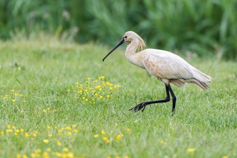 Eurasian Spoonbill (Platalea leucorodia) foraging, Texel, Netherlands