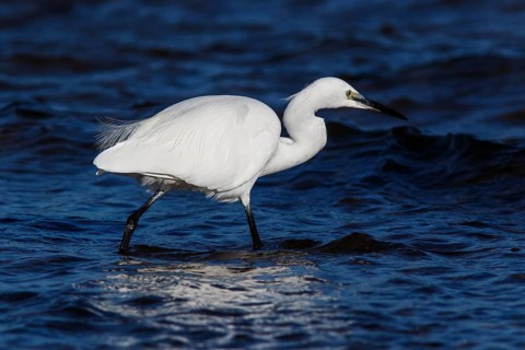 Little Egret (Egretta garzetta) fishing on sea, Asturias, Spain