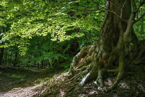 Roots of a green beech tree, Ore Mountains, Czech Republic, May 2024