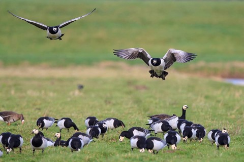 Barnacle Goose & Greater White-fronted Goose (Branta leucopsis & Anser albifrons) foraging,