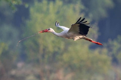 White Stork (Ciconia ciconia) flying with nesting material, North Rhine-Westphalia, Germany