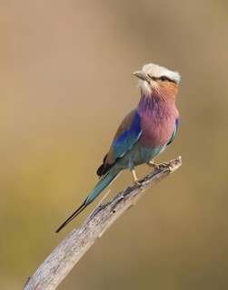 Lilac-breasted Roller (Coracias caudatus), Chobe, Botswana