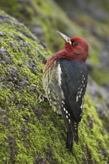 Red-breasted Sapsucker (Sphyrapicus ruber), British Columbia, Canada