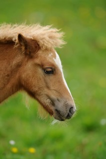 Young horse in profile with curly mane and white forehead stripe in the meadow, Welsh pony, Bavaria