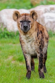 Portrait of an adult female Spotted Hyena (Crocuta crocuta)