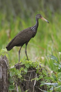 Limpkin (Aramus guarauna), Manu National Park, Peru