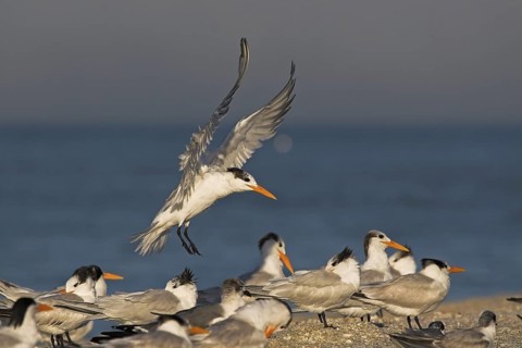 Royal Tern (Thalasseus maximus), Florida, USA