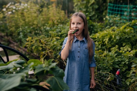 A young girl in a blue dress enjoys a fresh cucumber amidst a lush vegetable greenhouse, surrounded