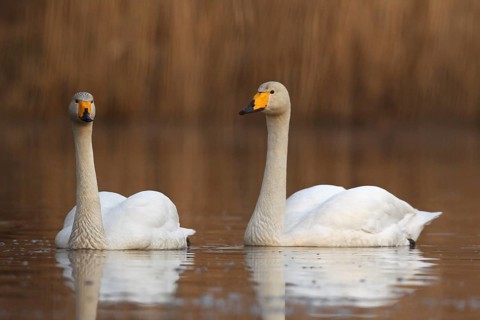 Singschwan (Cygnus cygnus)
