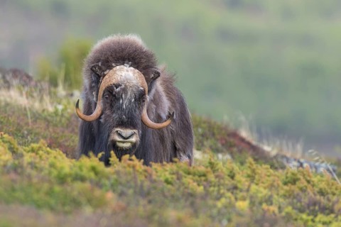 Moschusochse (Ovibos moschatus) muskox