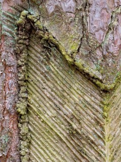Live resin on a pine trunk, Müritz National Park, Mecklenburg-Western Pomerania, Germany
