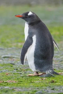 Gentoo Penguin (Pygoscelis papua) perched on a rocky beach on South Georgia Island