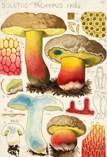 Mushroom, mushrooms, Boletus pachypus, authentic reproduction of an illustration by Hans Walty