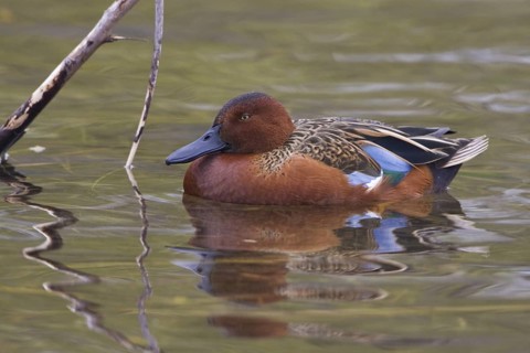 Cinnamon Teal (Spatula cyanoptera) male, Texas, USA
