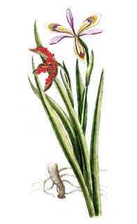 Iris foetidissima Stinking iris, digital reproduction of a historical original, between 1790 and