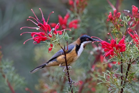 Eastern Spinebill (Acanthorhynchus tenuirostris), Australia