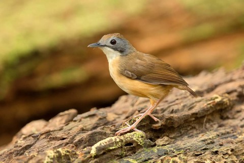 Short-tailed Babbler (Malacocincla malaccensis), Pahang, Malaysia